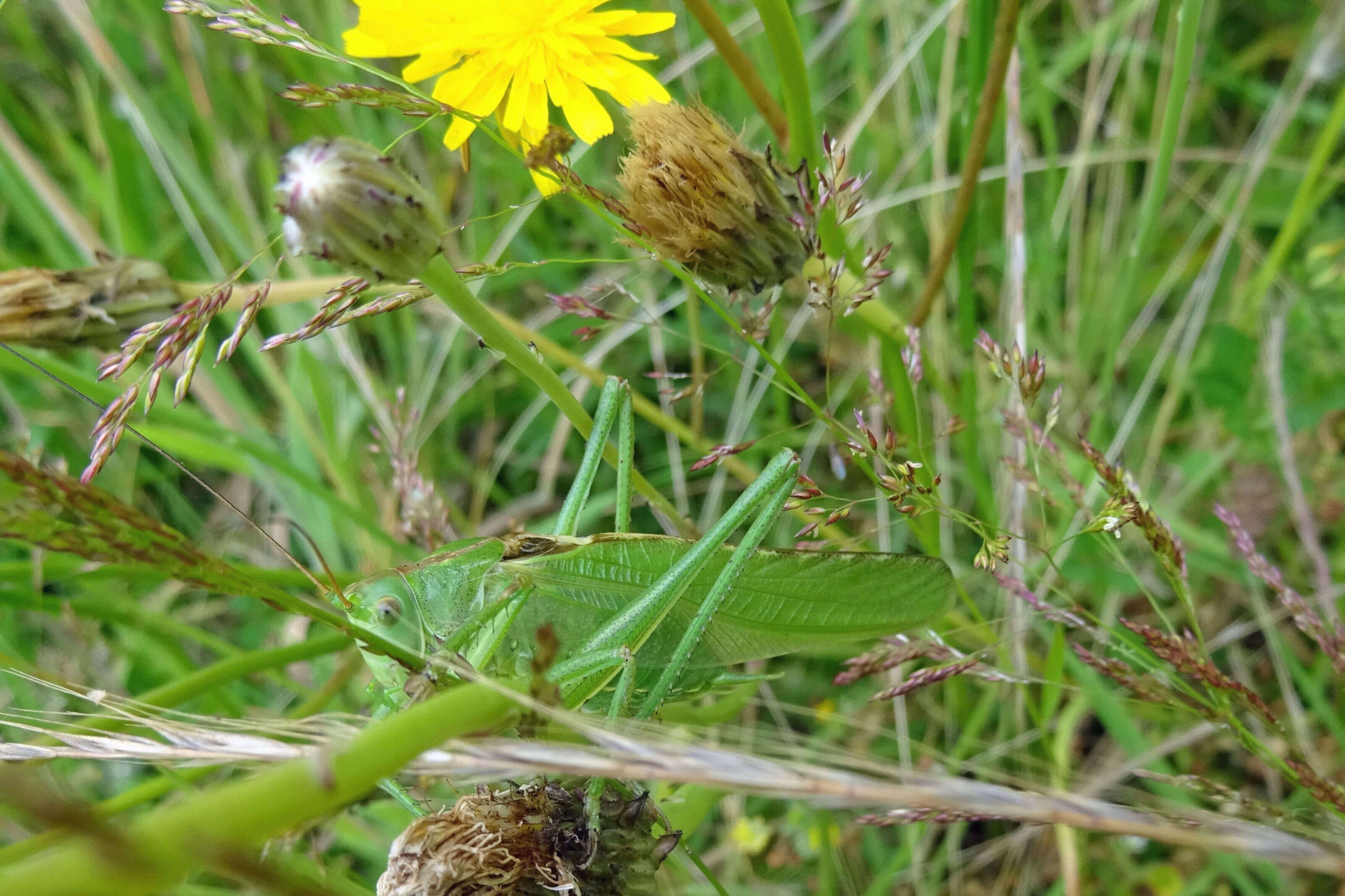 Image of Great green bushcricket