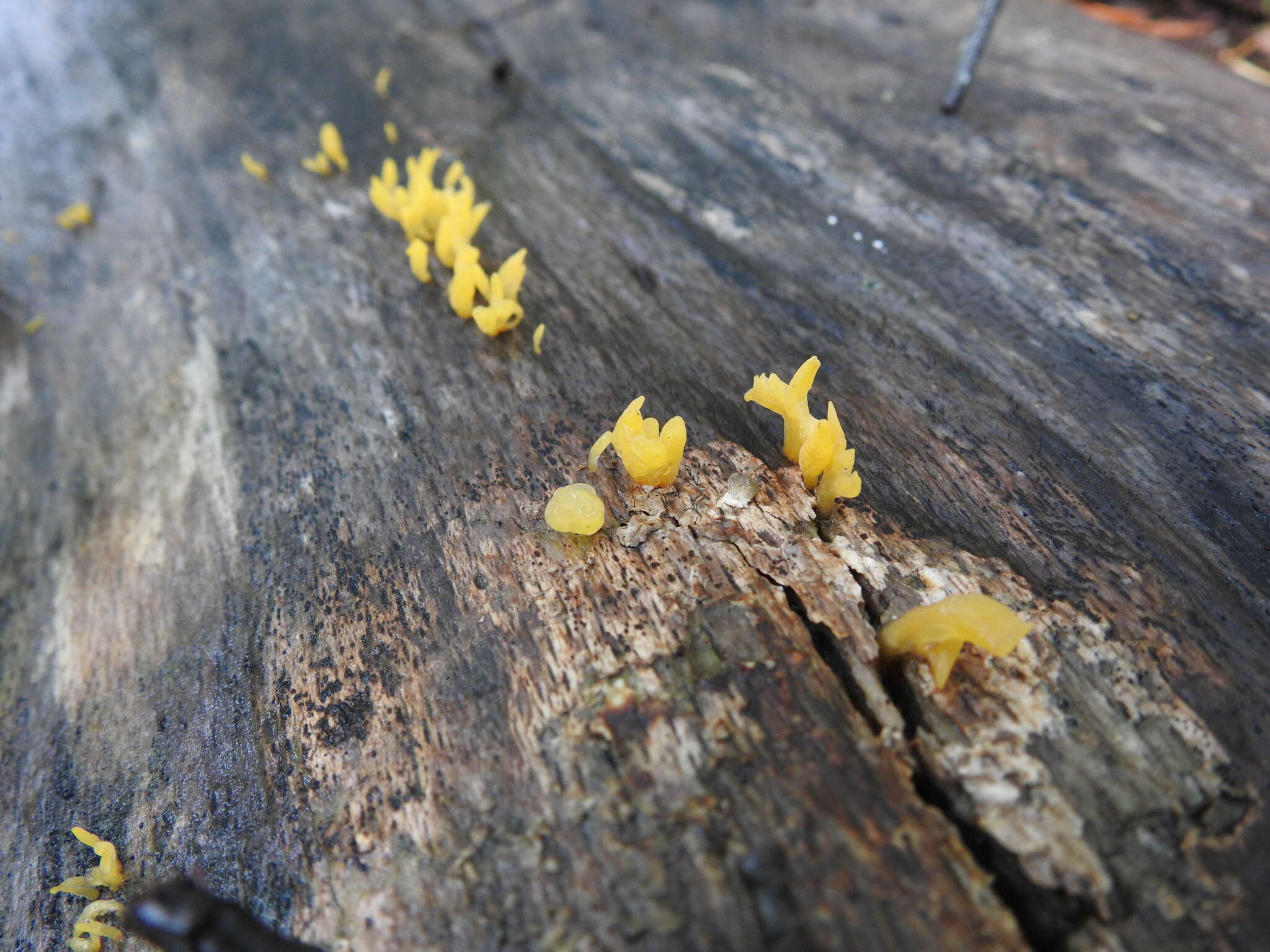 Image of Calocera cornea (Batsch) Fr. 1827