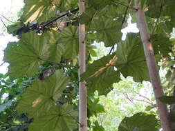 Image of Pterospermum acerifolium (L.) Willd.