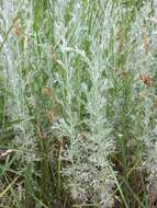 Image of Artemisia austriaca Jacq.