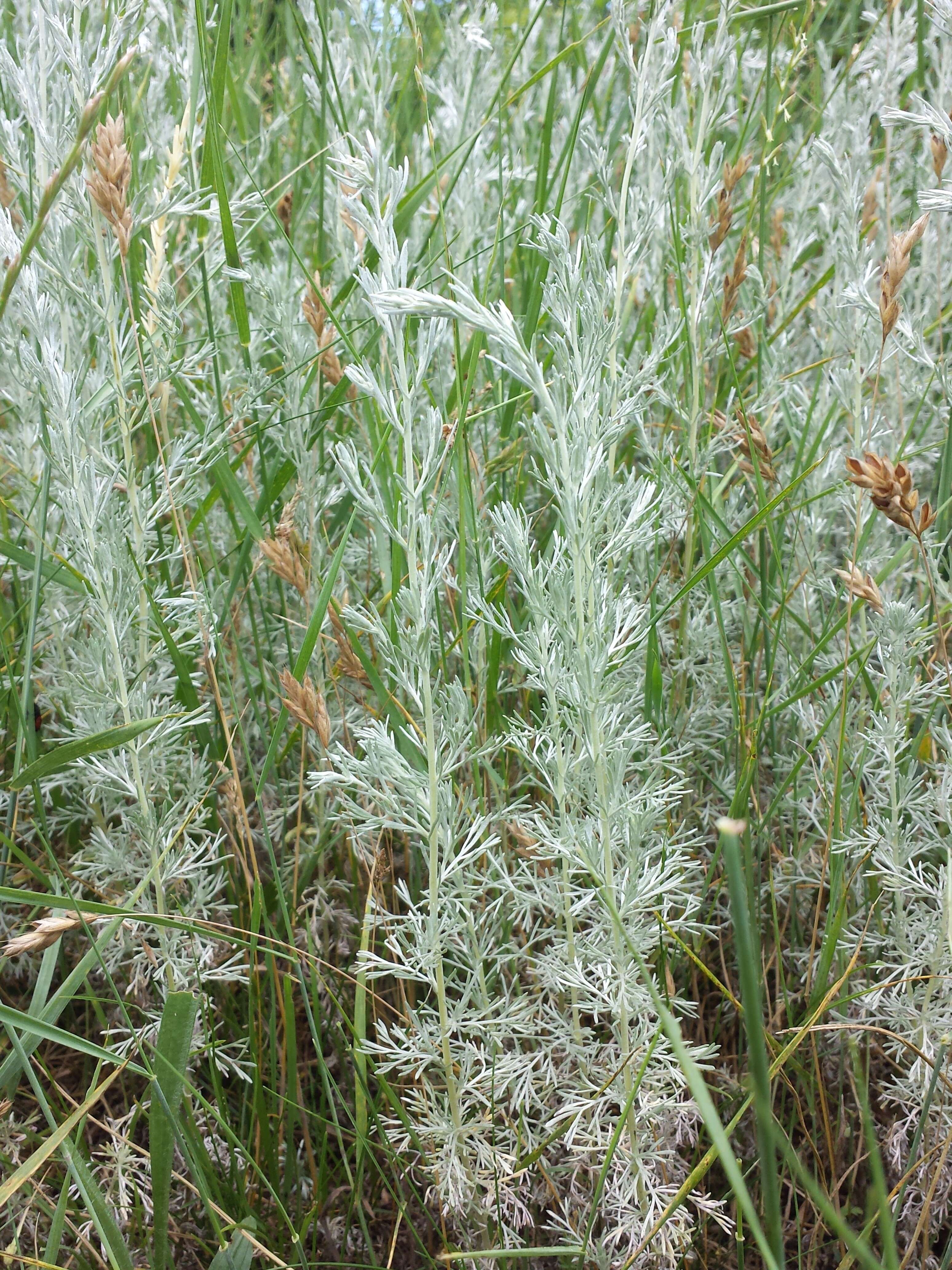 Image of Artemisia austriaca Jacq.