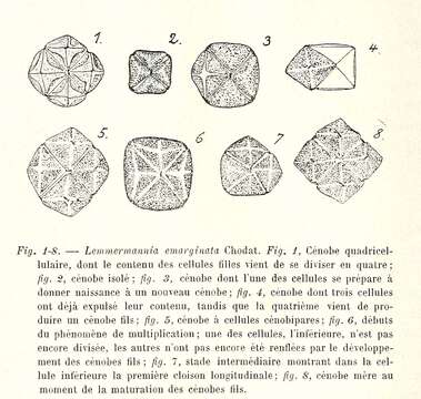 Imagem de Lemmermannia Chodat 1900