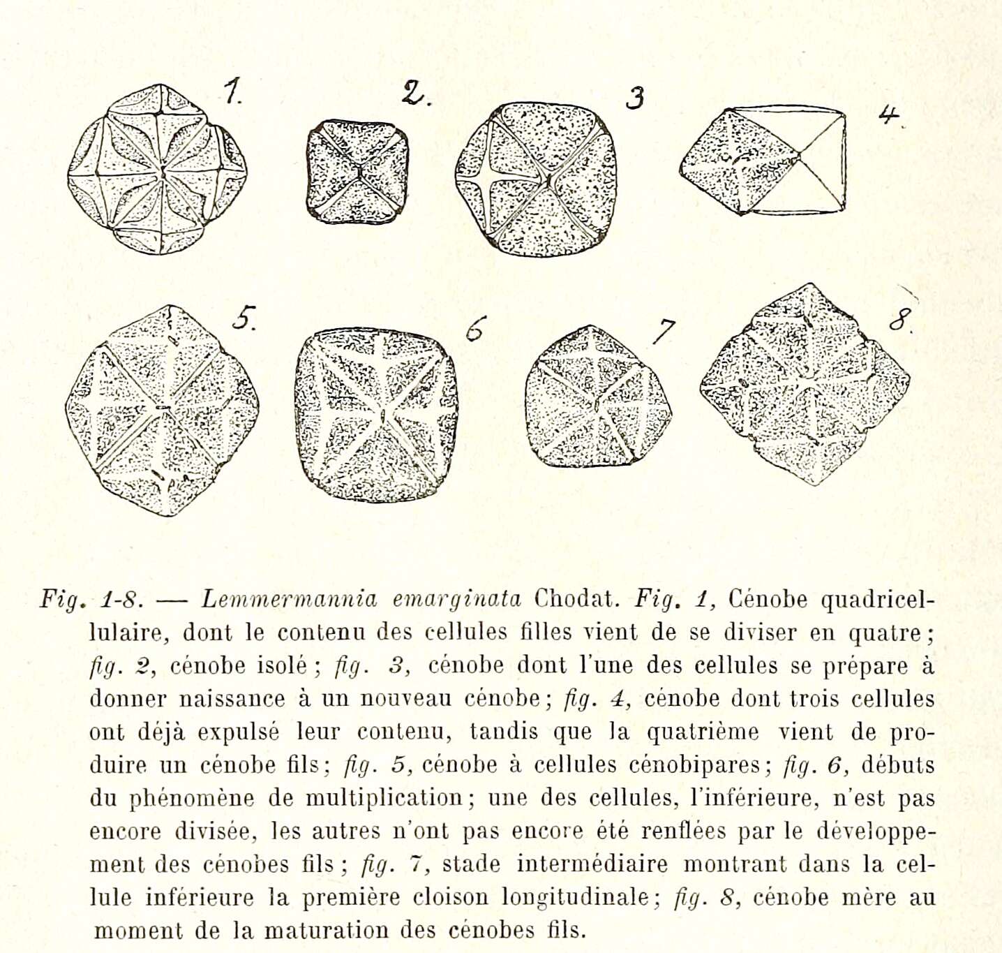 Image of Lemmermannia Chodat 1900