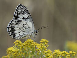 Imagem de Melanargia titea Klug 1832