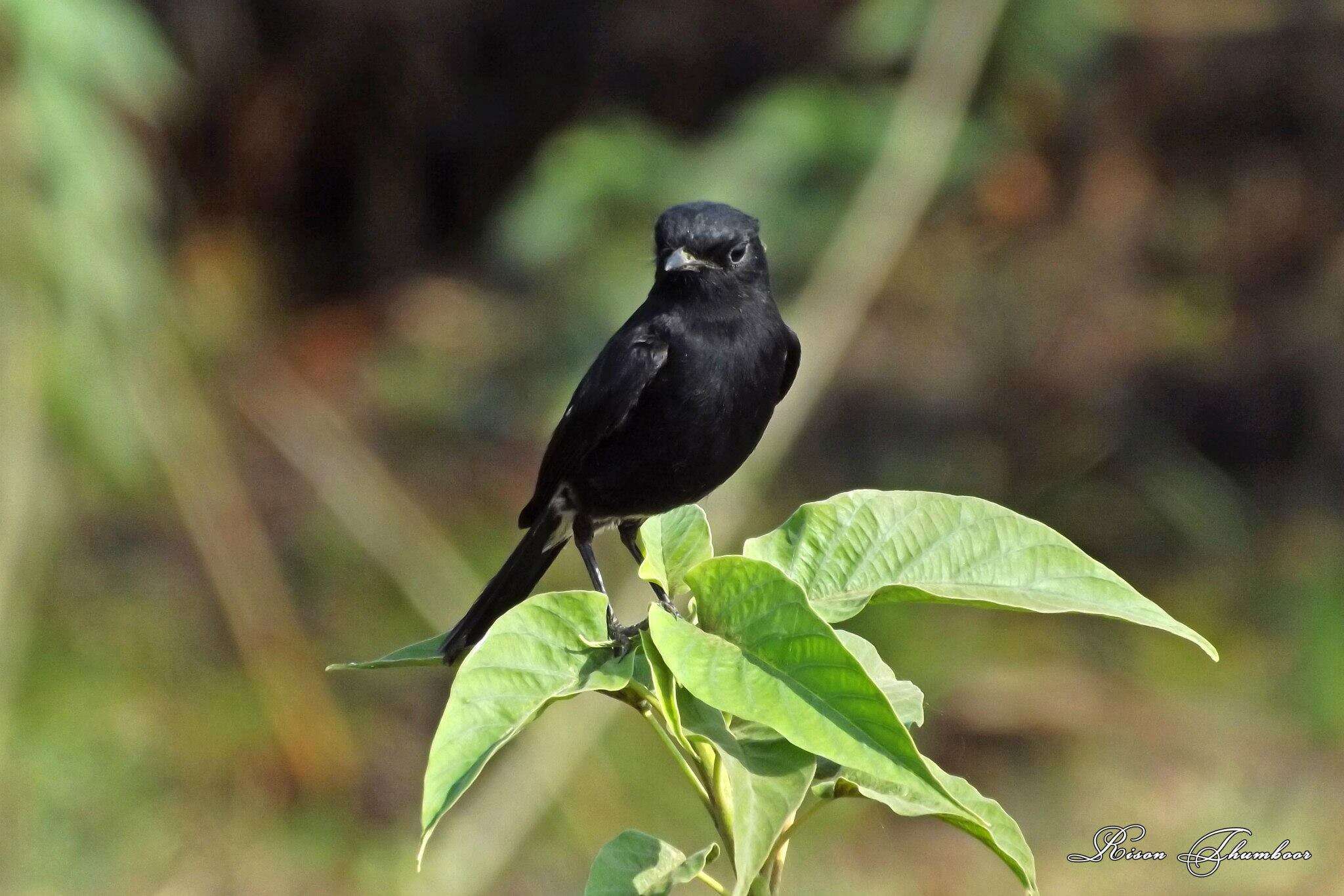 Image of Pied Bush Chat