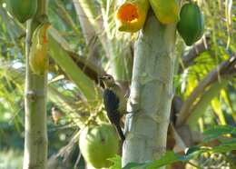 Image of Golden-fronted Woodpecker