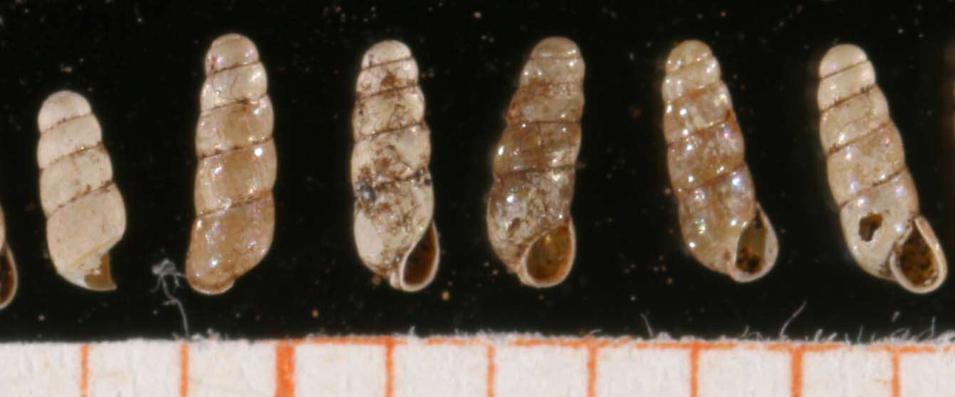 Image of Platyla gracilis (Clessin 1877)