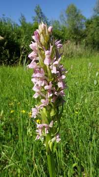 Dactylorhiza incarnata (L.) Soó resmi