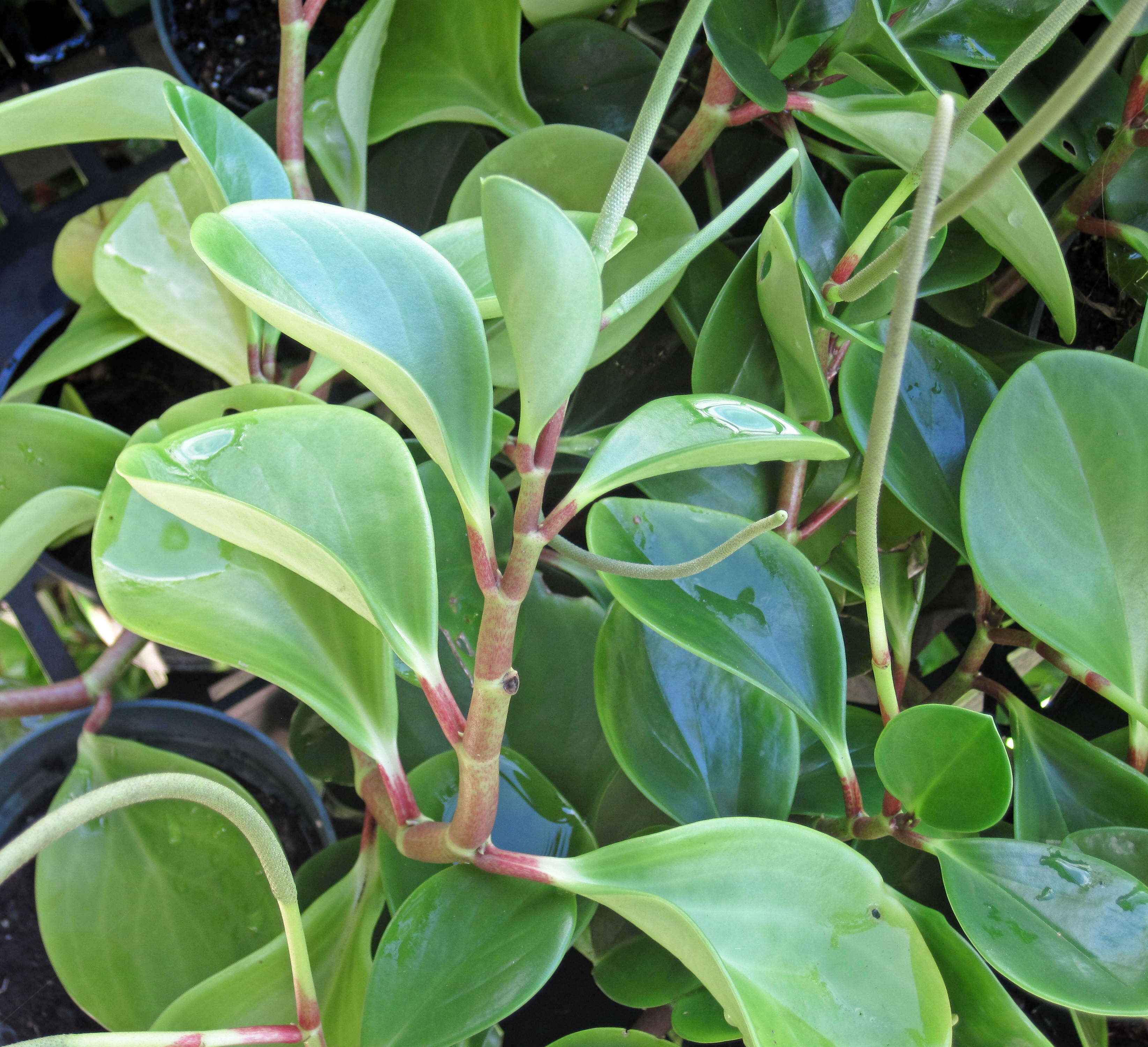 Peperomia obtusifolia (L.) A. Dietr. resmi