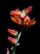 Image of Echeveria elegans Rose