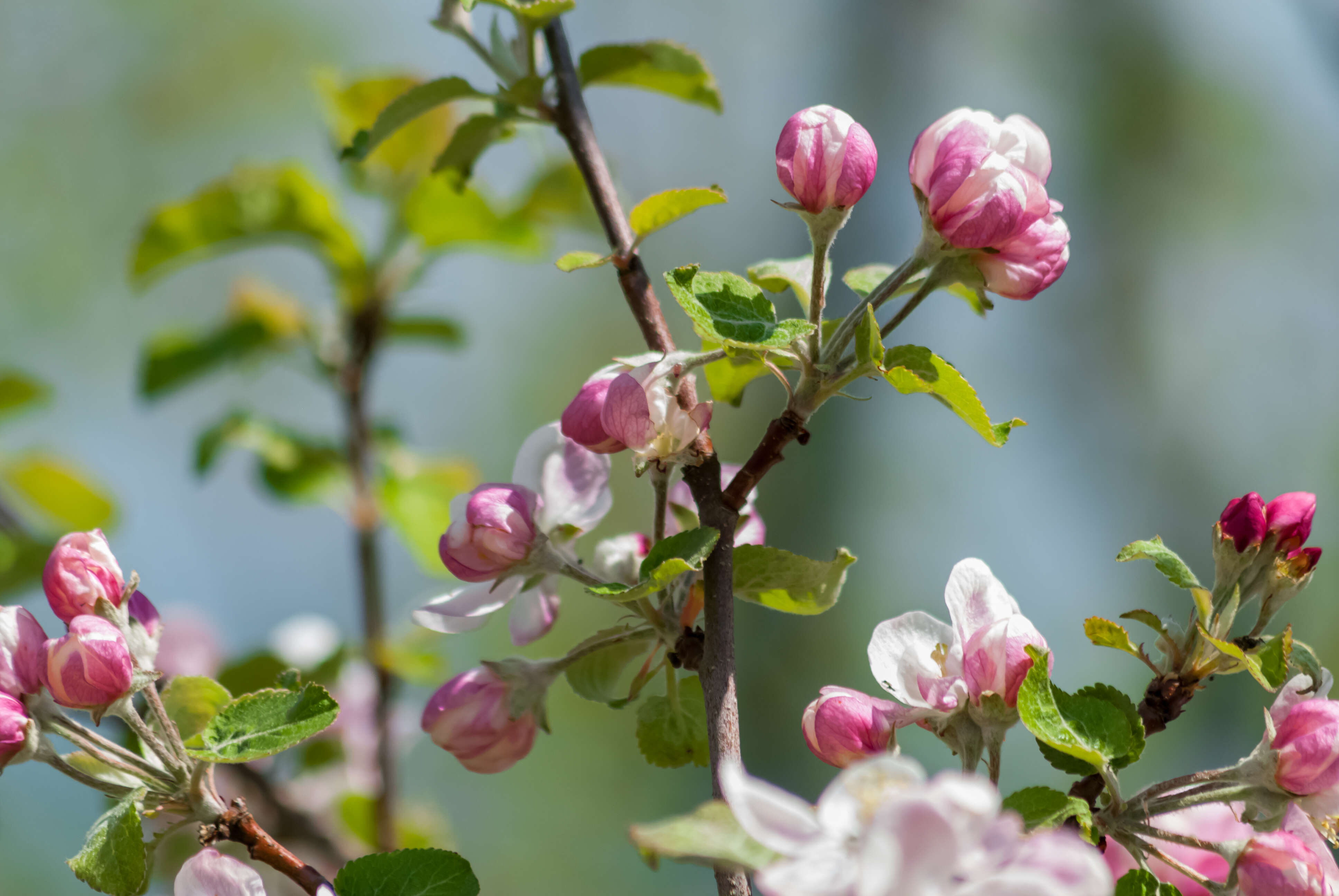 Image of paradise apple