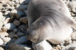 Image of Northern Elephant Seal