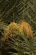 Image of wild date palm