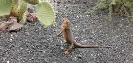 Image of Galapagos Land Iguana