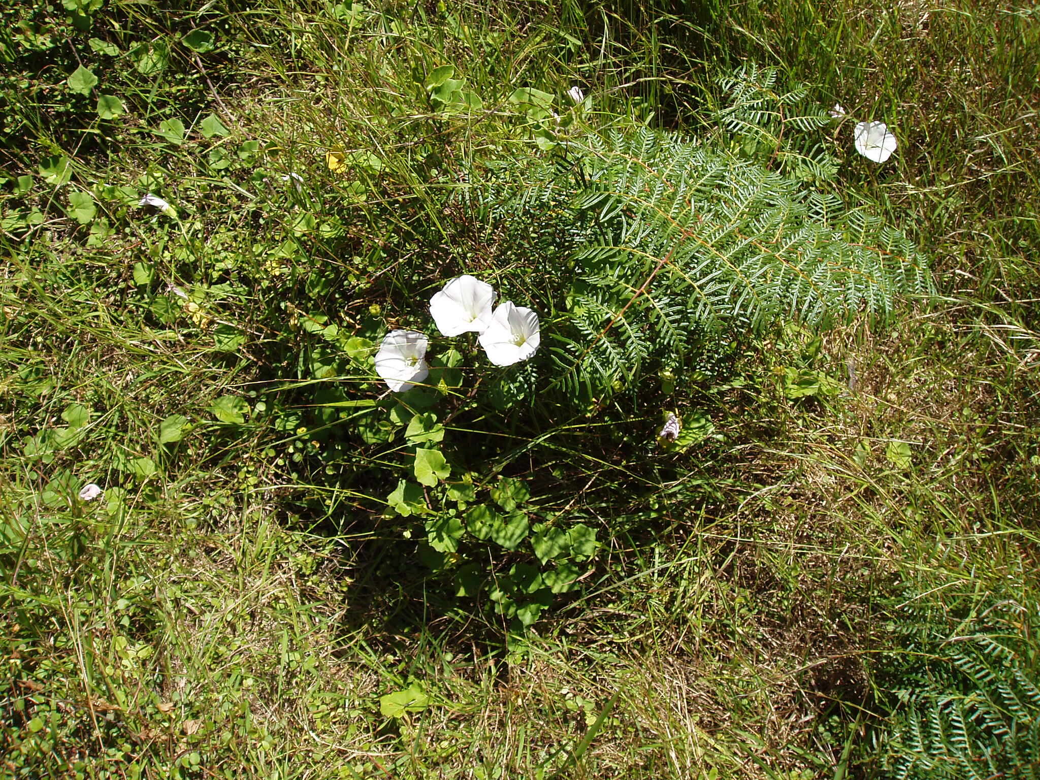 Plancia ëd Calystegia soldanella (L.) R. Br.