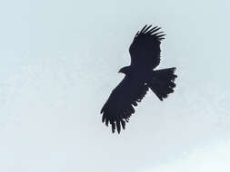 Image of Black Eagle