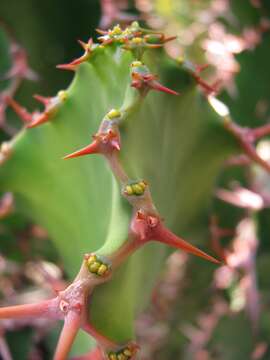 Euphorbia grandialata R. A. Dyer resmi