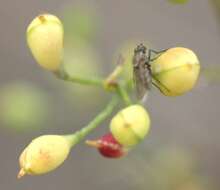 Image of flatseed false flax