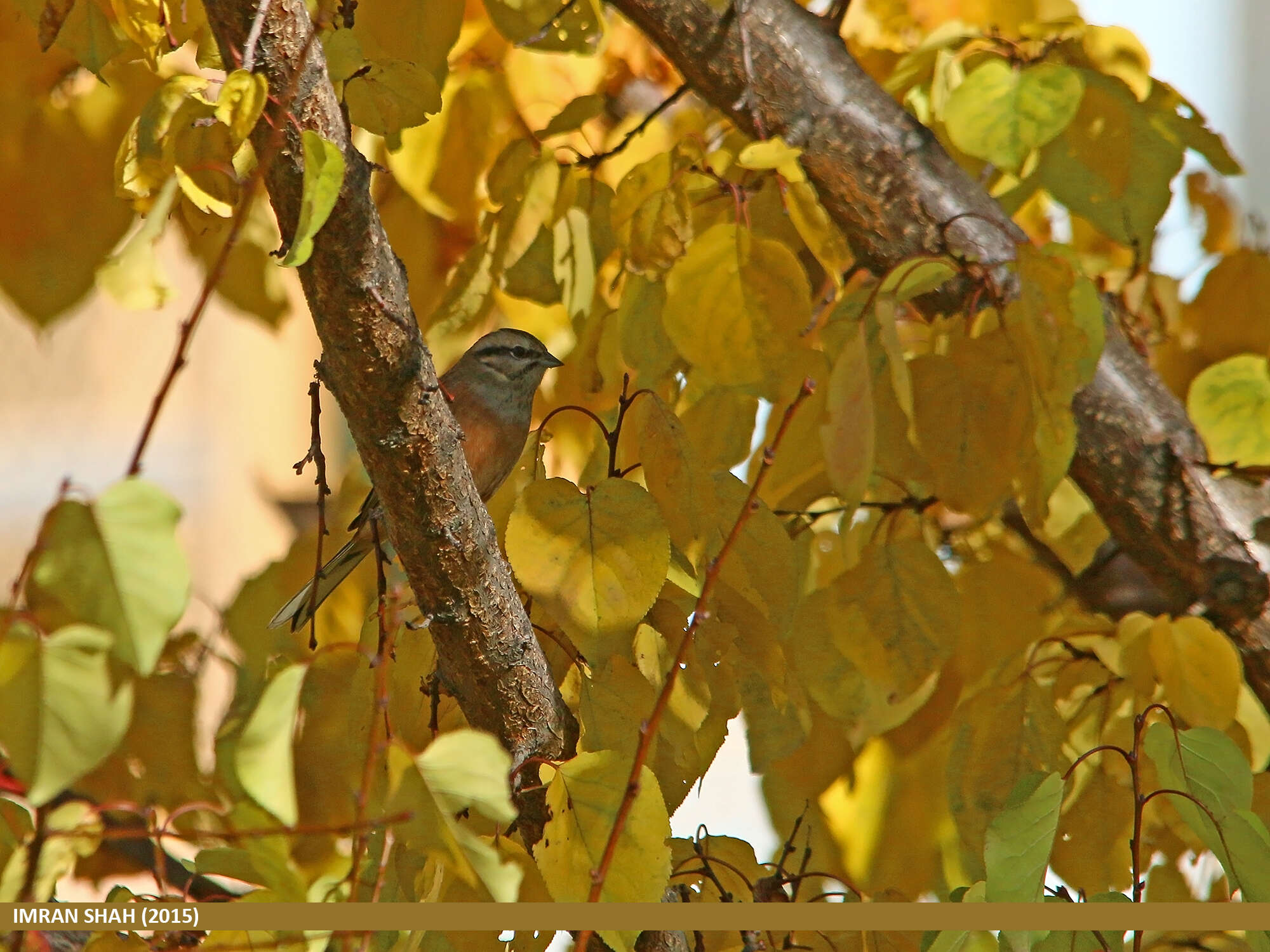 Image of European Rock Bunting