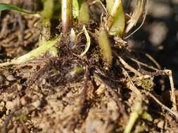 Image of swordfern