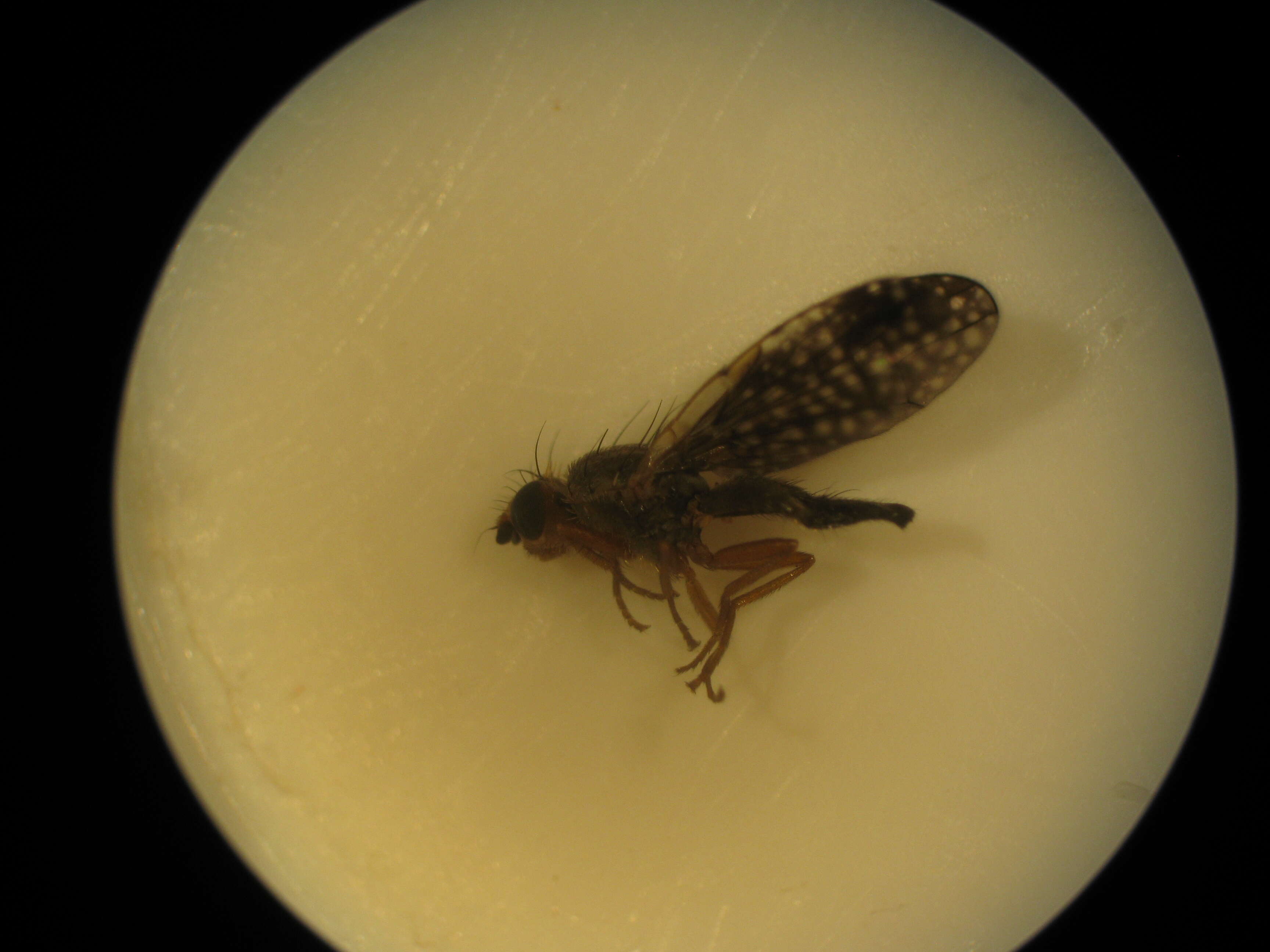 Image of Trupanea denotata Hardy 1980