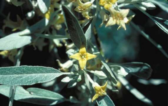 Image of Russian olive