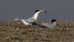 Image of Little Tern