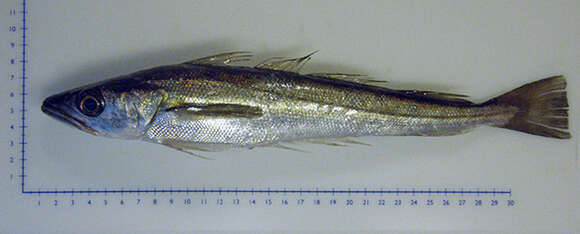 Image of Atlantic hake