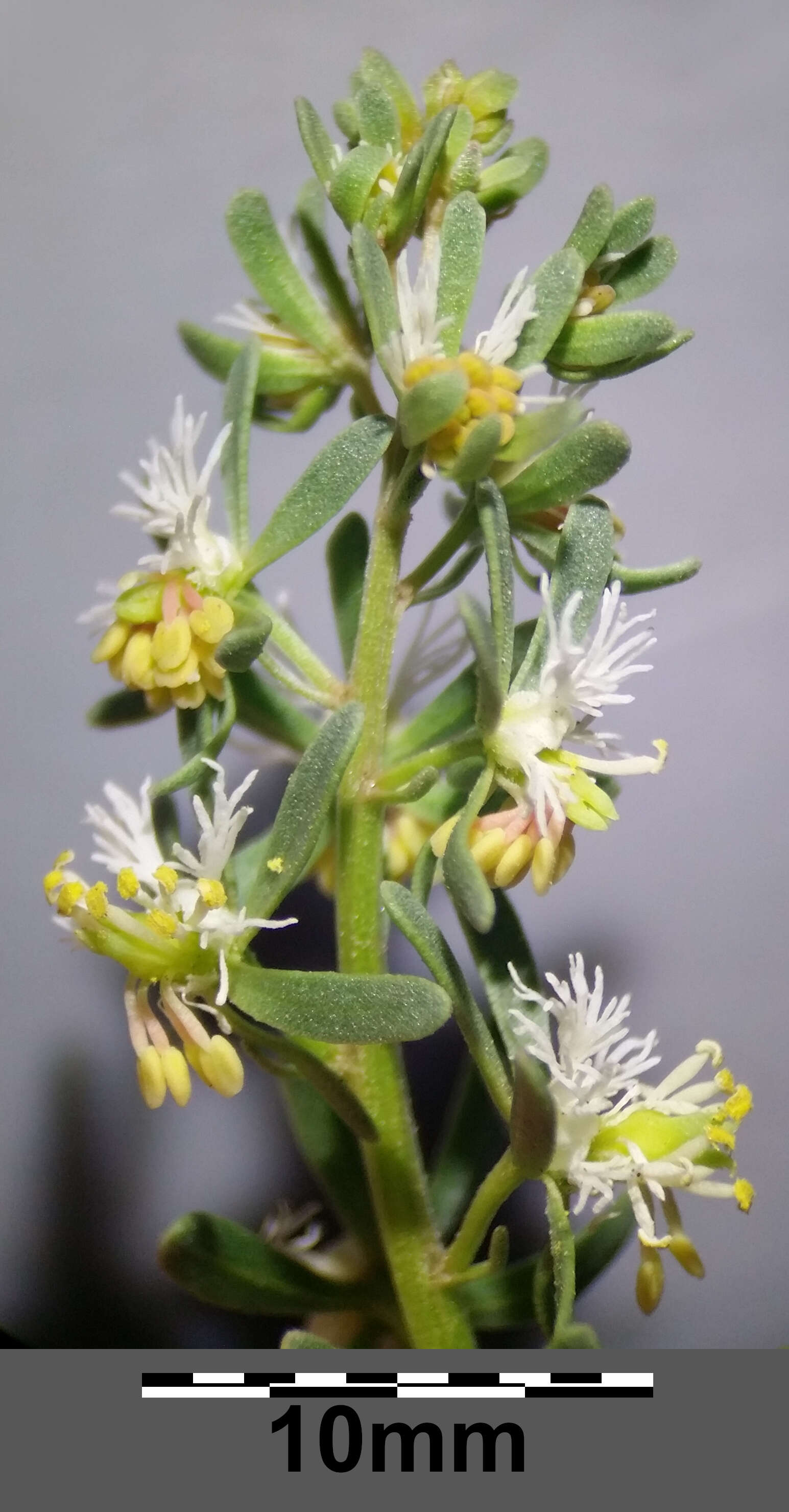 Image of rampion mignonette