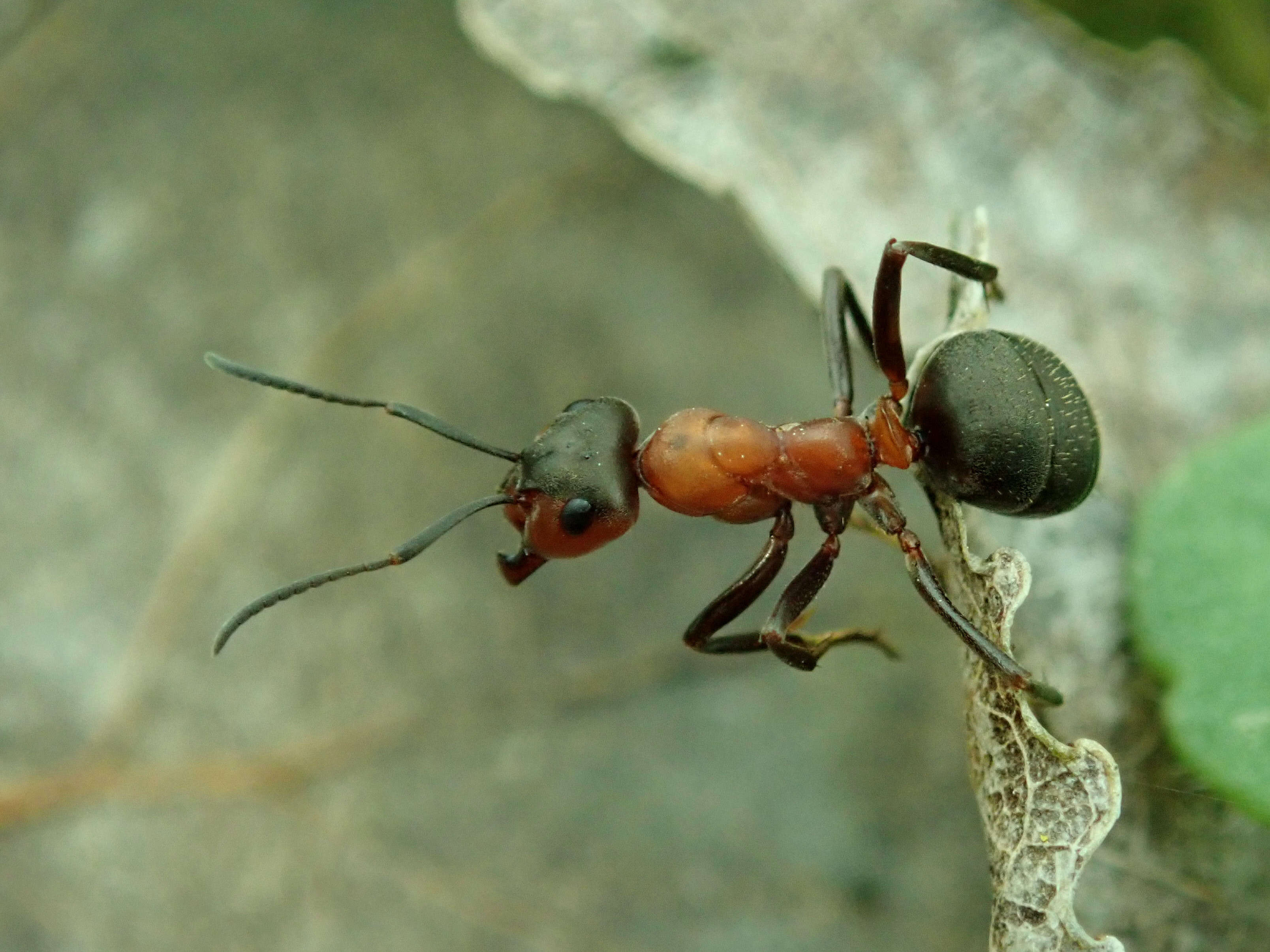 Слика од Formica rufa Linnaeus 1761