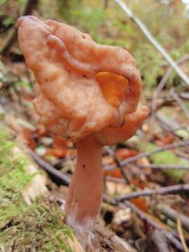 Image of Gyromitra infula (Schaeff.) Quél. 1886