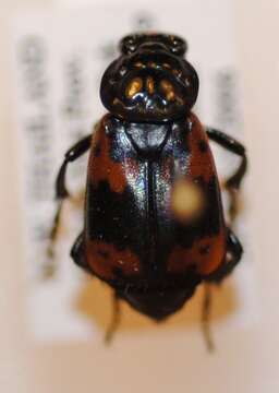 Image of Nicrophorus (Nicrophorus) nepalensis (Hope 1831)