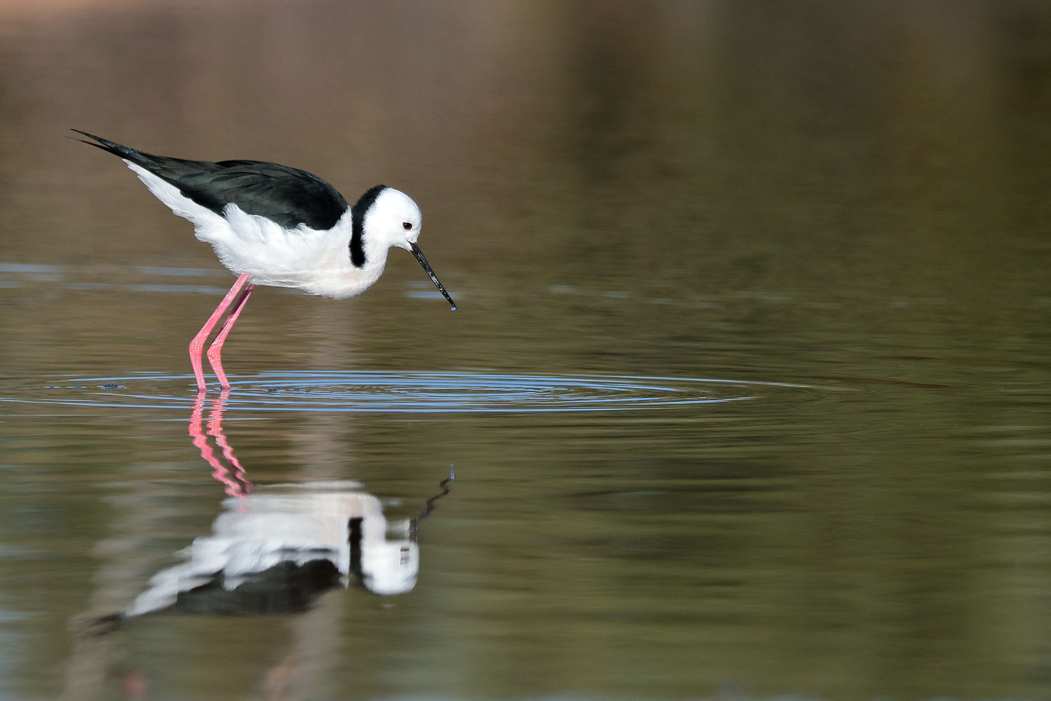 Image of Pied Stilt