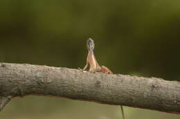 Image of Fan Throated Lizard