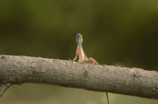 Image of Fan Throated Lizard