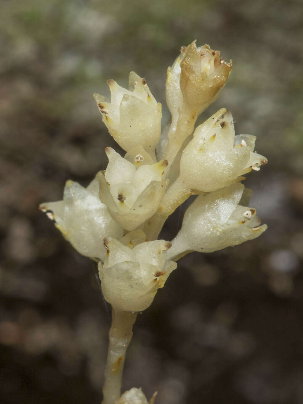 Image of Petrosavia sakuraii (Makino) J. J. Sm. ex Steenis