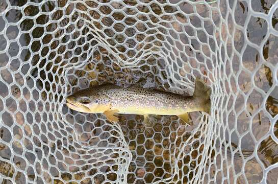 Image of Brown Trout