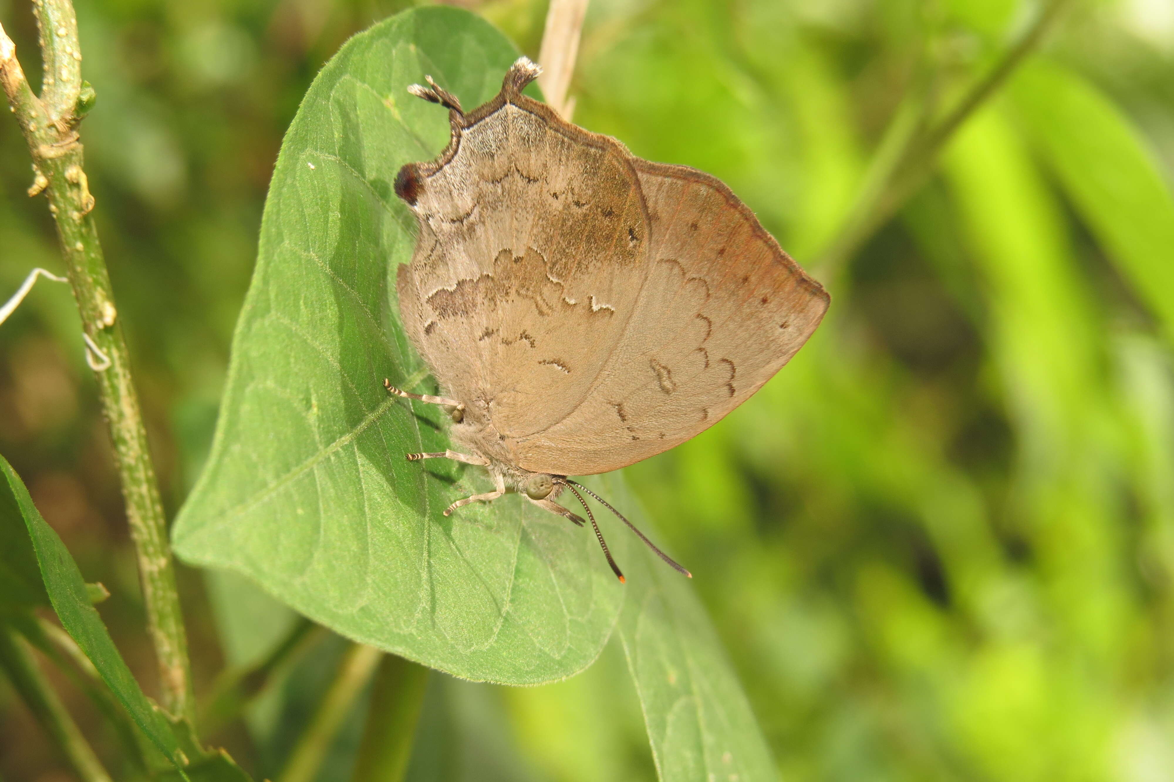 Surendra quercetorum (Moore 1857) resmi