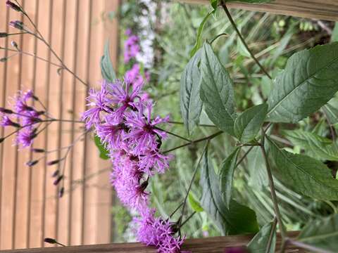 صورة Vernonia blodgettii Small