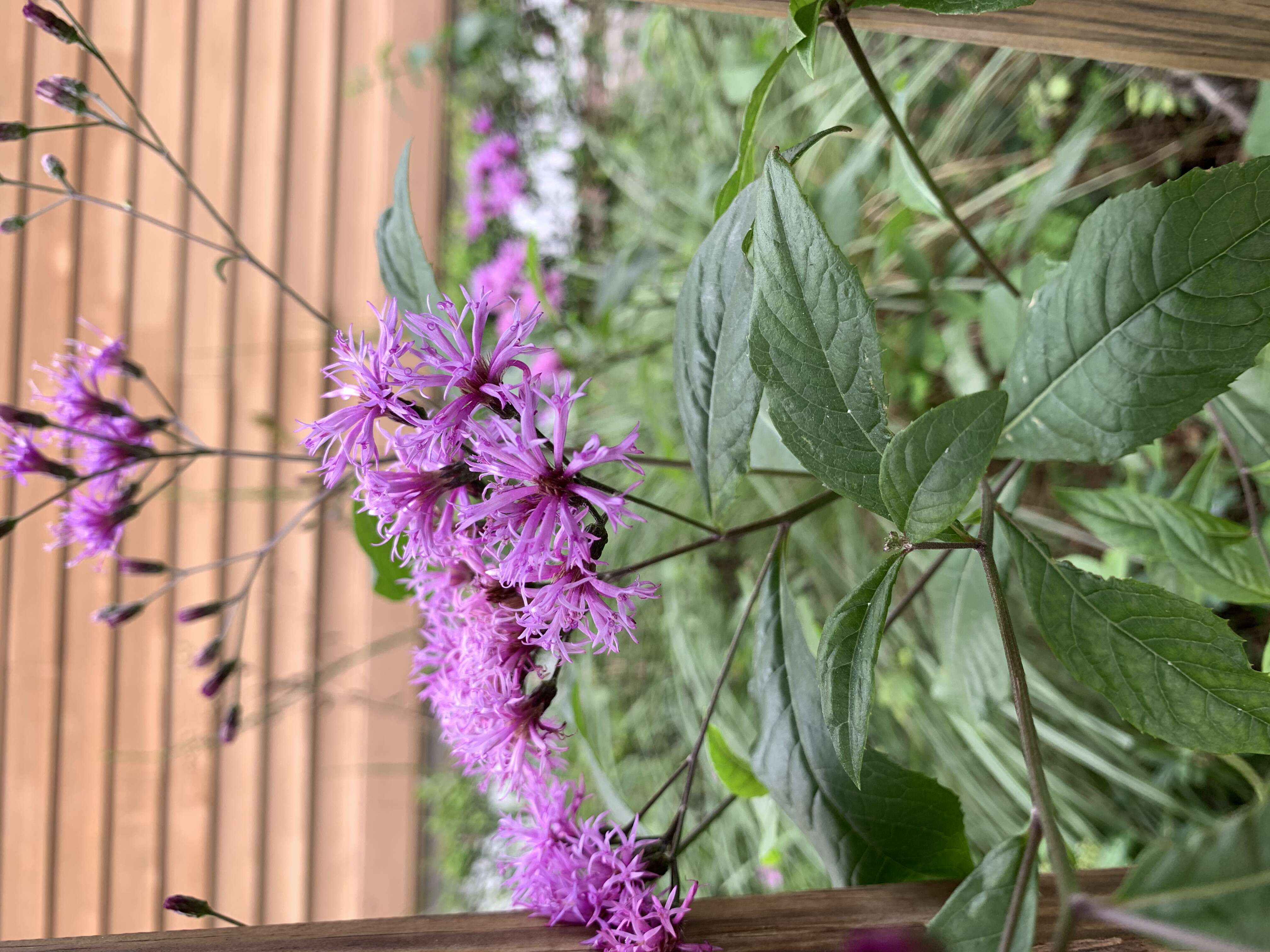 صورة Vernonia blodgettii Small