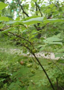 Imagem de Euonymus oxyphyllus Miq.