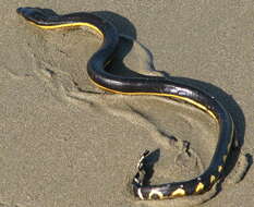 Image of Yellow-bellied sea snake