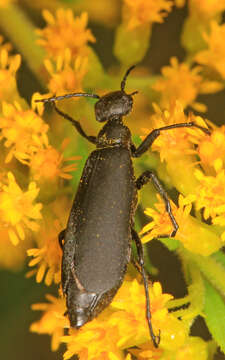 Image of Epicauta (Epicauta) pensylvanica (De Geer 1775)