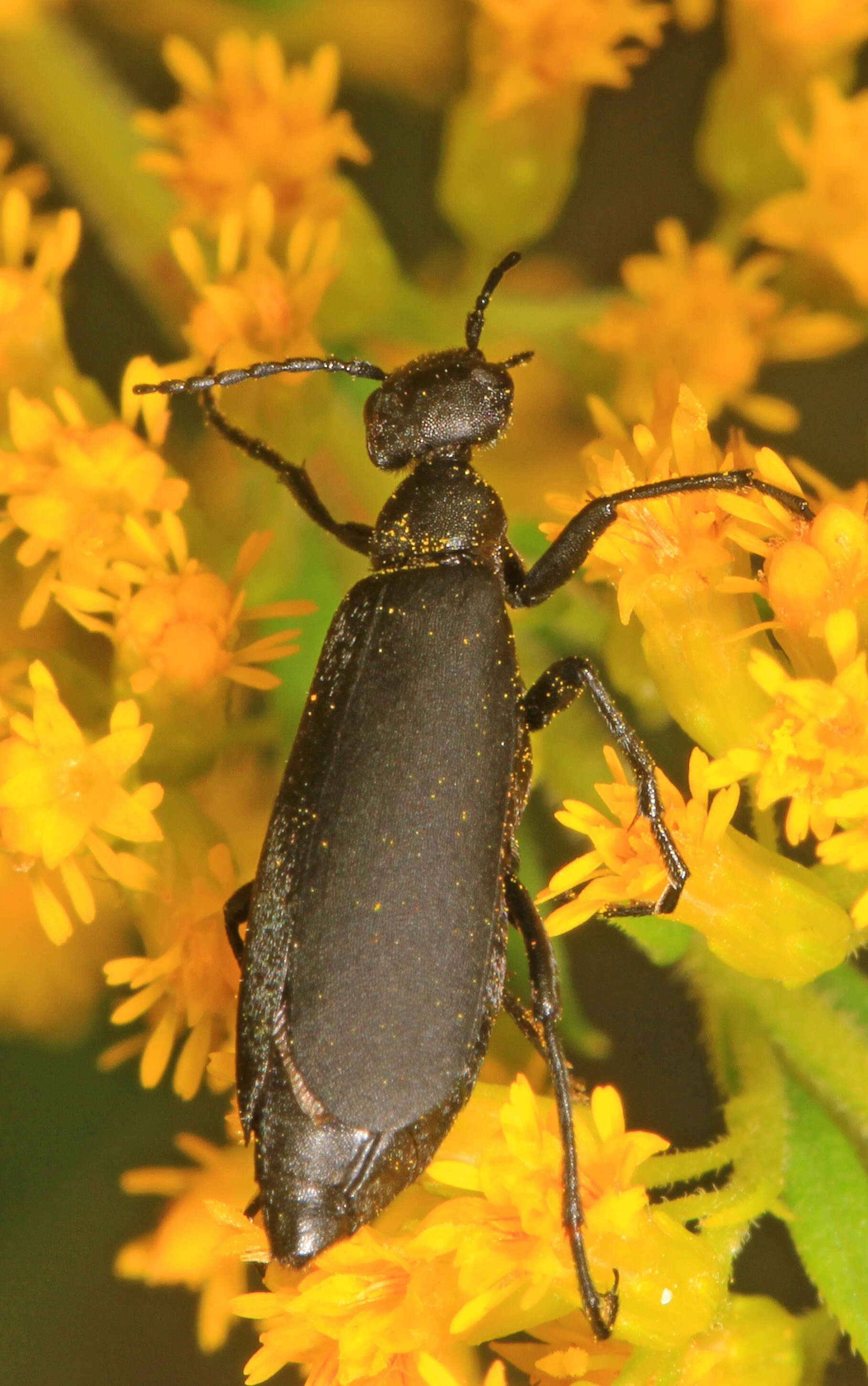 Image of Epicauta (Epicauta) pensylvanica (De Geer 1775)