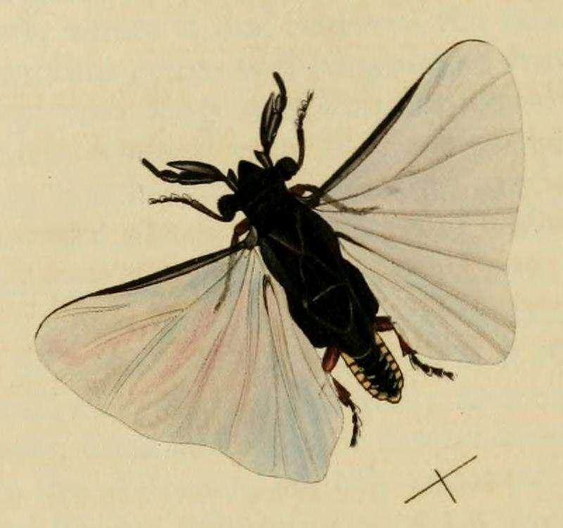 Imagem de Strepsiptera