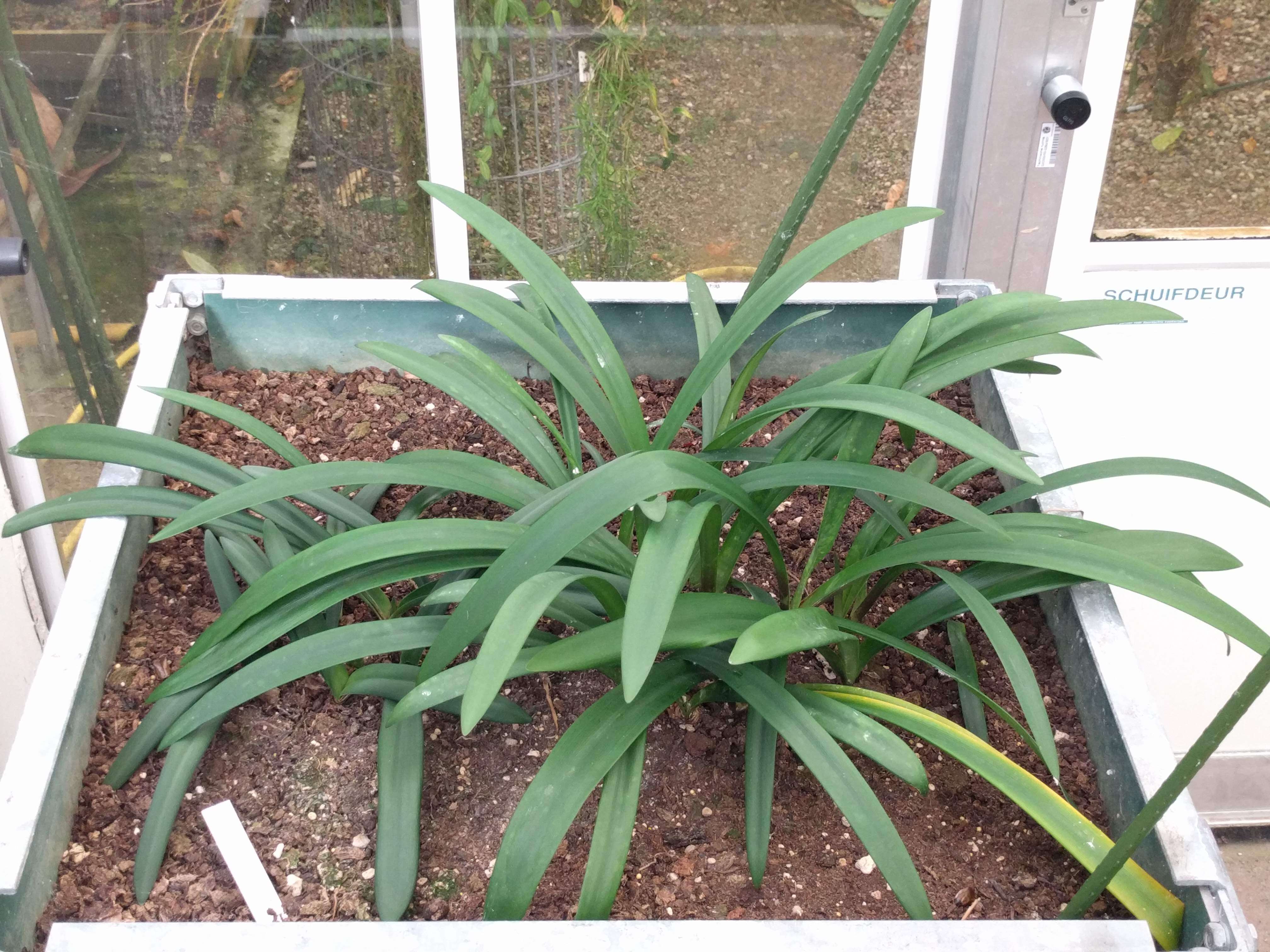 Слика од Hippeastrum reticulatum (L'Hér.) Herb.