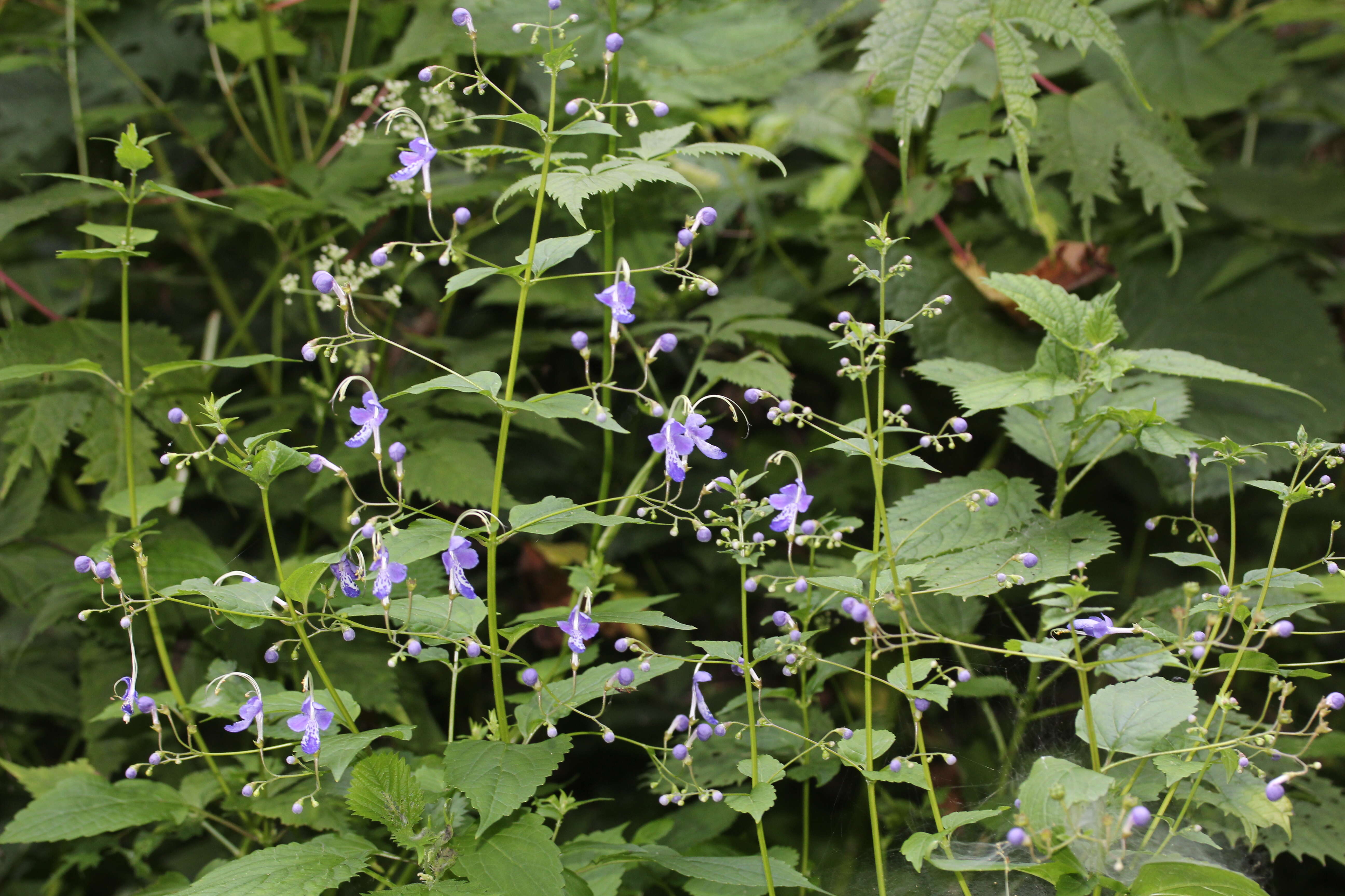 Imagem de Tripora divaricata (Maxim.) P. D. Cantino