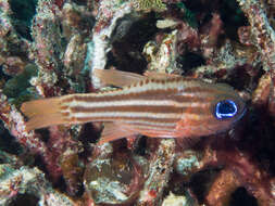 Image of Blue-eye cardinalfish