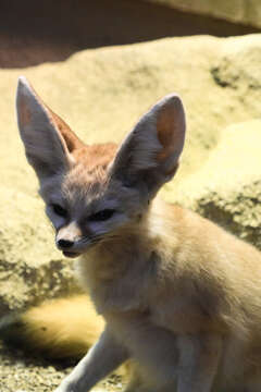 Image of Fennec Fox