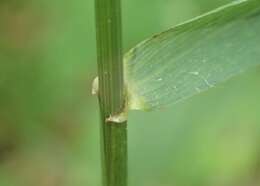 Image of bearded couch-grass